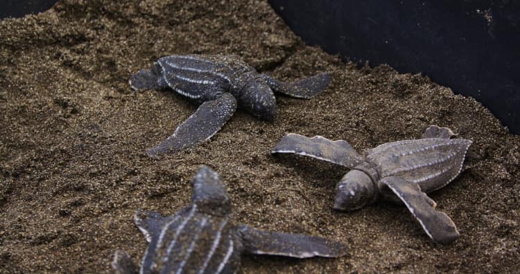 Leatherback sea turtles lay too many eggs