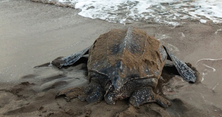 Leatherback sea turtle has soft back
