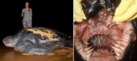 Picture The Leatherback Turtle Has the Most Unique Mouth in the World