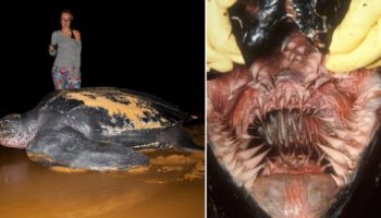 Picture The Leatherback Turtle Has the Most Unique Mouth in the World