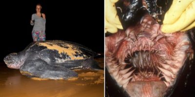 Picture The Leatherback Turtle Has the Most Unique Mouth in the World