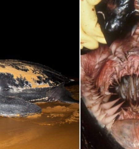 Picture The Leatherback Turtle Has the Most Unique Mouth in the World