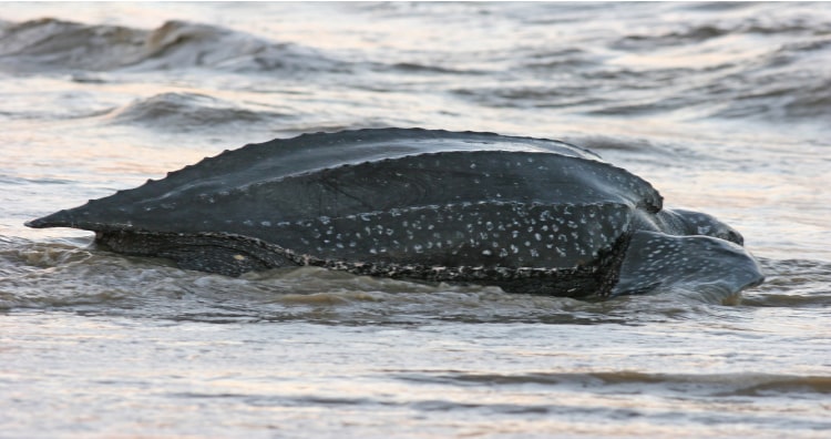 Leatherback sea turtles are great swimmers 