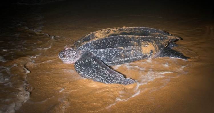 Leatherback turtles are exceptional divers.