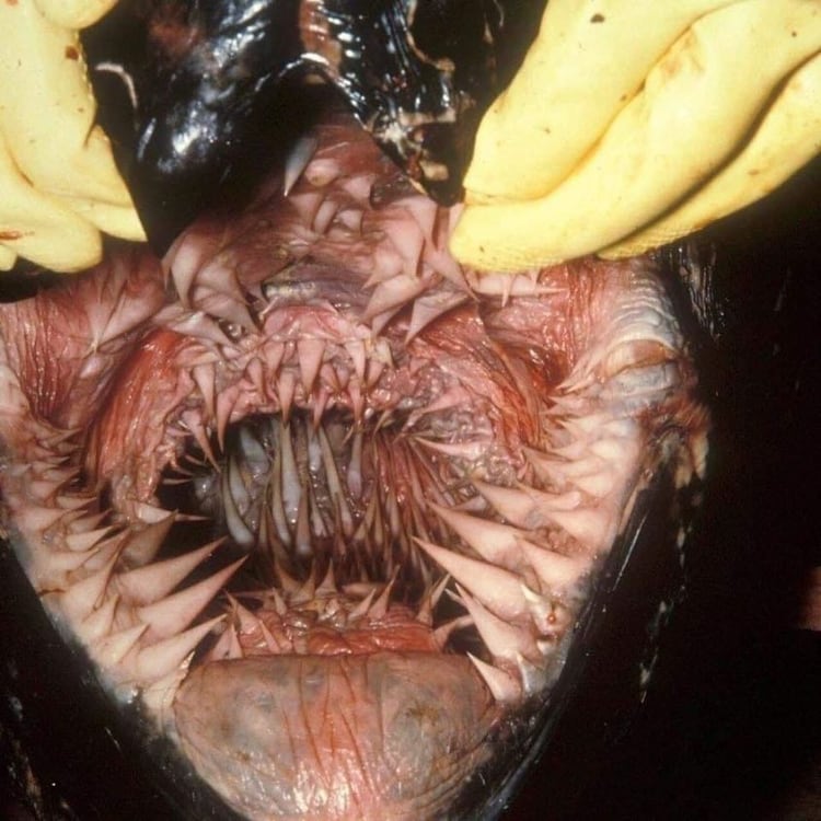 Leatherback sea turtle mouth