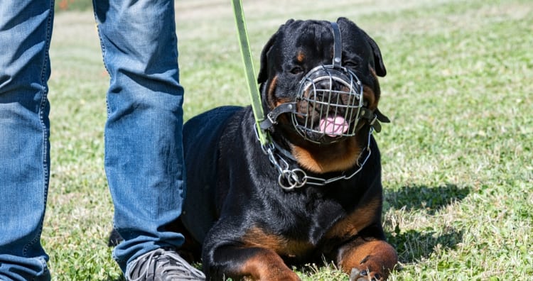 Rottweiler with a muzzle on