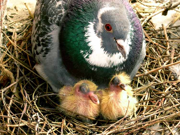 Why Do We Hardly Ever See Baby Pigeons?