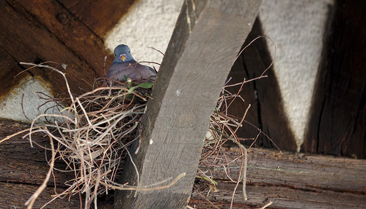 Pigeon nest on wooden framework
