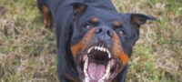 Picture How Strong Is a Rottweiler Bite Force? Things You Should Know Before Adopting One