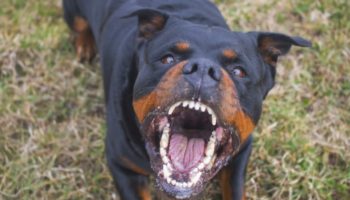 Picture How Strong Is a Rottweiler Bite Force? Things You Should Know Before Adopting One