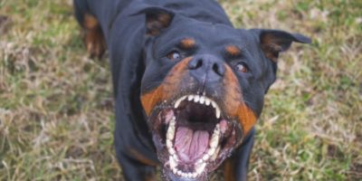 Picture How Strong Is a Rottweiler Bite Force? Things You Should Know Before Adopting One