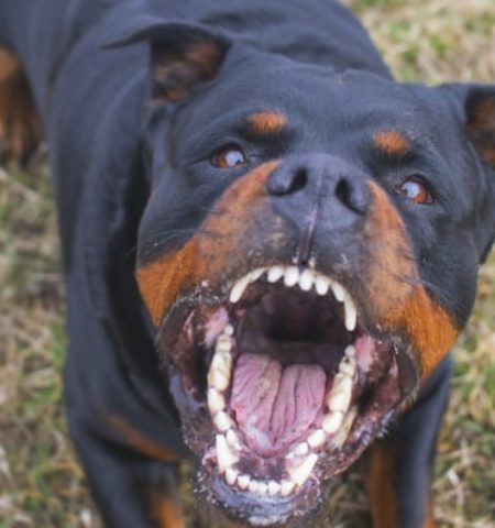 Picture How Strong Is a Rottweiler Bite Force? Things You Should Know Before Adopting One