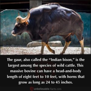 The Gaur, aka the Indian Bison, is the largest among the wild cattle