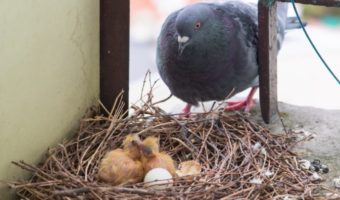 Picture Why Do We Hardly Ever See Baby Pigeons?