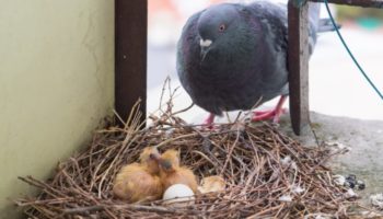 Picture Why Do We Hardly Ever See Baby Pigeons?