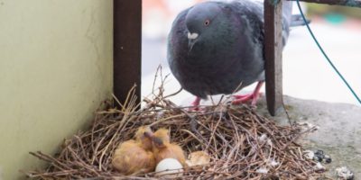 Picture Why Do We Hardly Ever See Baby Pigeons?