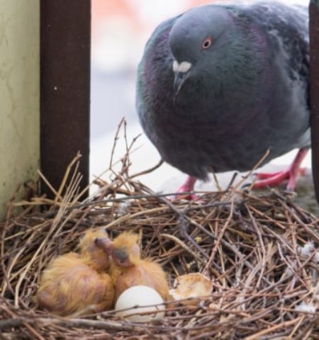 Picture Why Do We Hardly Ever See Baby Pigeons?