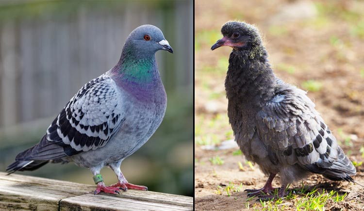 Young vs adult pigeon