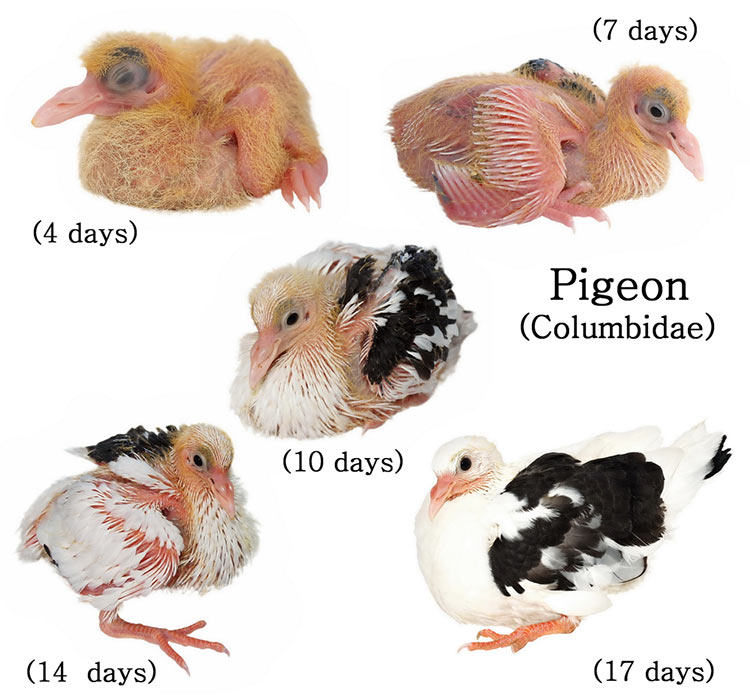 Baby pigeon development