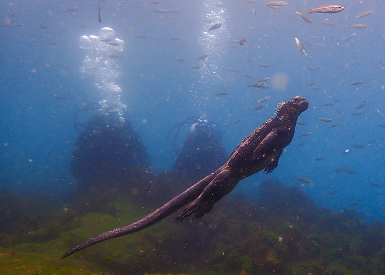 Marine iguana underwater