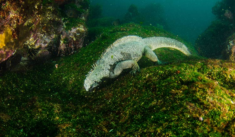 Marine Iguana feeding on underwater algae