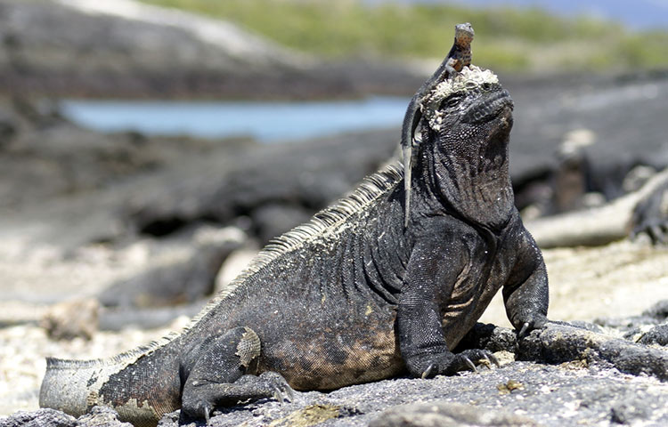 Marine iguana with a lava lizard on its head