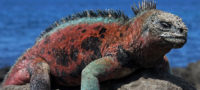 Picture Marine Iguanas: The Godzilla-like Lizards of the Galapagos