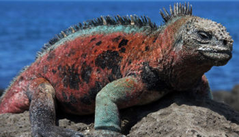 Picture Marine Iguanas: The Godzilla-like Lizards of the Galapagos