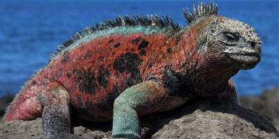 Picture Marine Iguanas: The Godzilla-like Lizards of the Galapagos