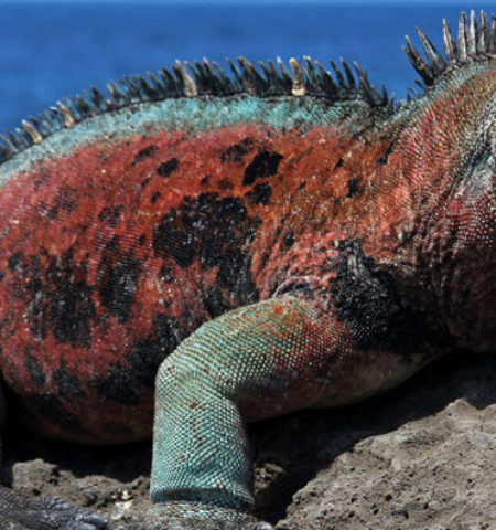 Picture Marine Iguanas: The Godzilla-like Lizards of the Galapagos