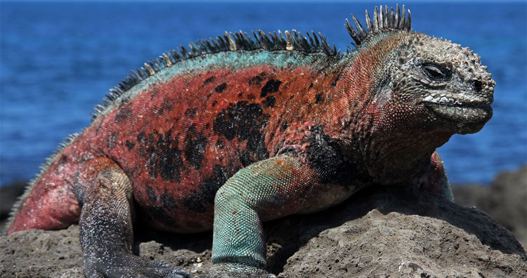 Marine Iguanas: The Godzilla-like Lizards of the Galapagos