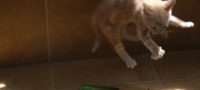 Picture Why Do Cats Fear Cucumbers?