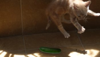 Picture Why Do Cats Fear Cucumbers?