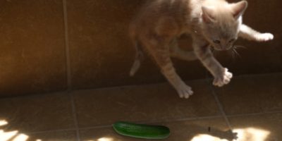 Picture Why Do Cats Fear Cucumbers?