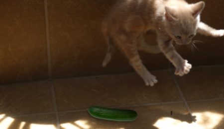 Why Do Cats Fear Cucumbers