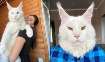 Picture Meet Kefir, the Huge Maine Coon Who’s Way too Big to Be a Cat