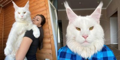 Picture Meet Kefir, the Huge Maine Coon Who’s Way too Big to Be a Cat