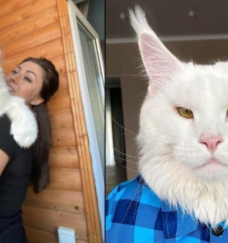 Picture Meet Kefir, the Huge Maine Coon Who’s Way too Big to Be a Cat