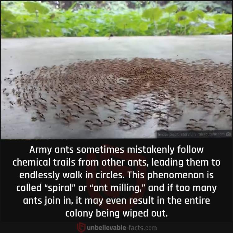 A Peculiar Phenomenon in Army Ant Colonies