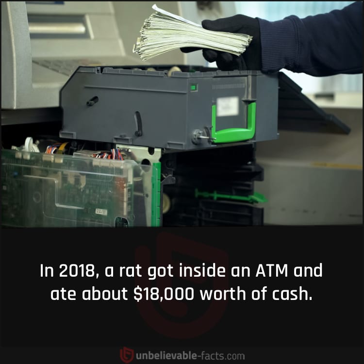 Rat Ate About $18,000 From an ATM