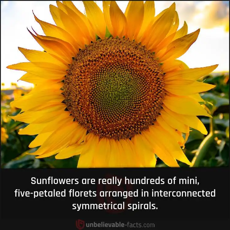 A Sunflowers’ Center Is Full of Tiny Flowers A Sunflowers’ Center Is Full of Tiny Flowers