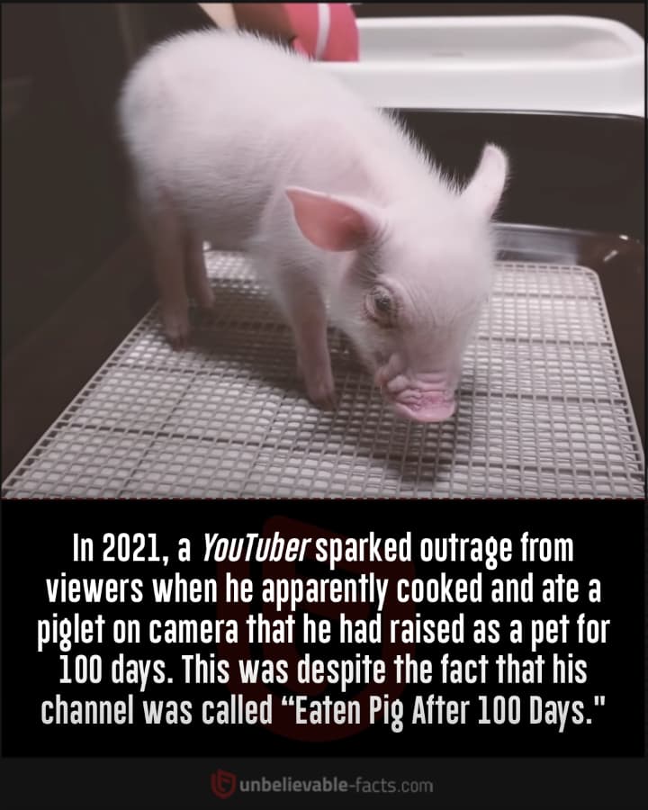 A YouTuber Apparently Cooked and Ate a Pet Piglet