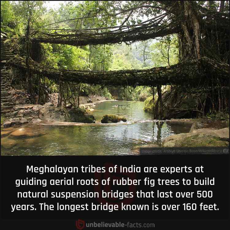 Aerial Root Bridges of Meghalaya, India