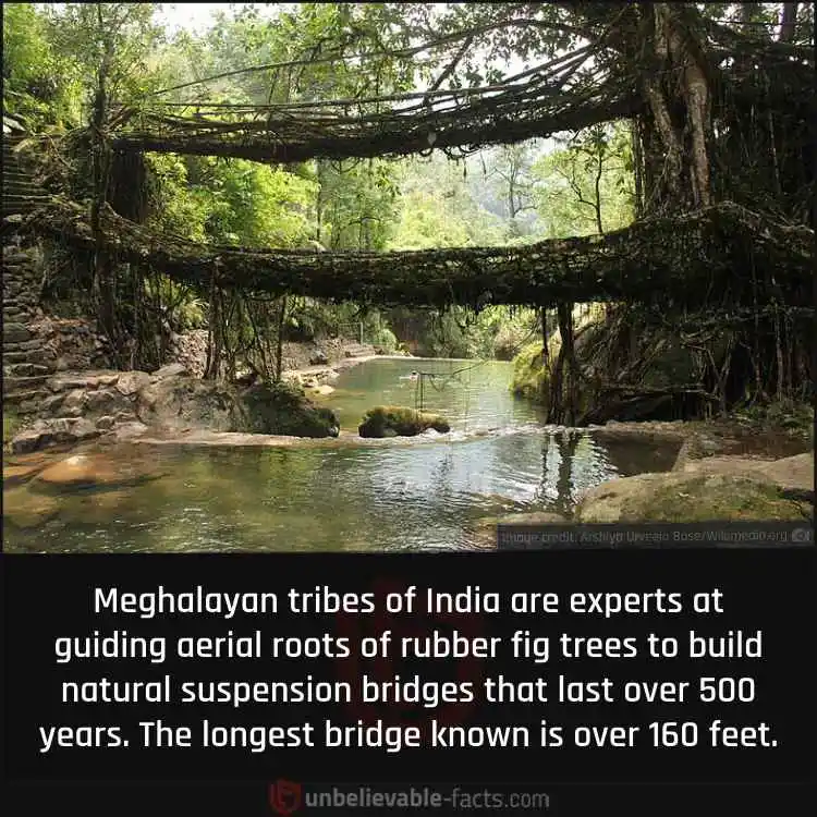 Aerial Root Bridges of Meghalaya, India Aerial Root Bridges of Meghalaya, India