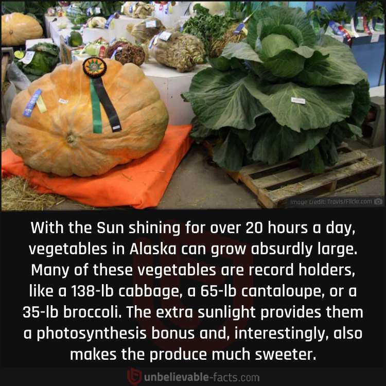 Alaska Giant Vegetables