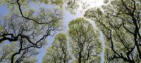 Picture Tree Mystery of Crown Shyness: “Anti-Social” Trees that Avoid Touching each Other