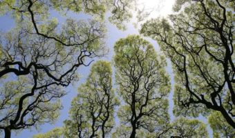 Picture Tree Mystery of Crown Shyness: “Anti-Social” Trees that Avoid Touching each Other