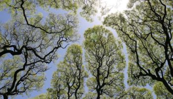 Picture Tree Mystery of Crown Shyness: “Anti-Social” Trees that Avoid Touching each Other
