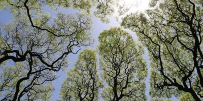 Picture Tree Mystery of Crown Shyness: “Anti-Social” Trees that Avoid Touching each Other