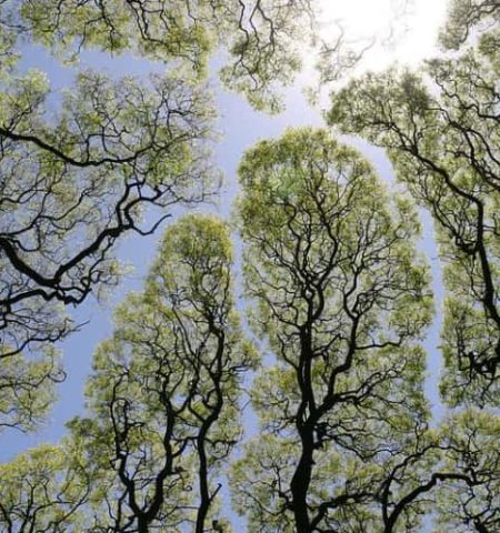 Picture Tree Mystery of Crown Shyness: “Anti-Social” Trees that Avoid Touching each Other